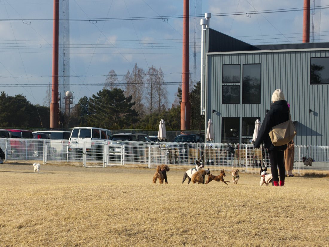 【三田市】愛犬と過ごす“記憶に刻まれる時間” SiN COFFEEドッグランのご紹介
