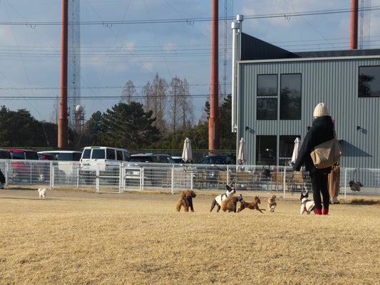 【三田市】愛犬と過ごす“記憶に刻まれる時間” SiN COFFEEドッグランのご紹介